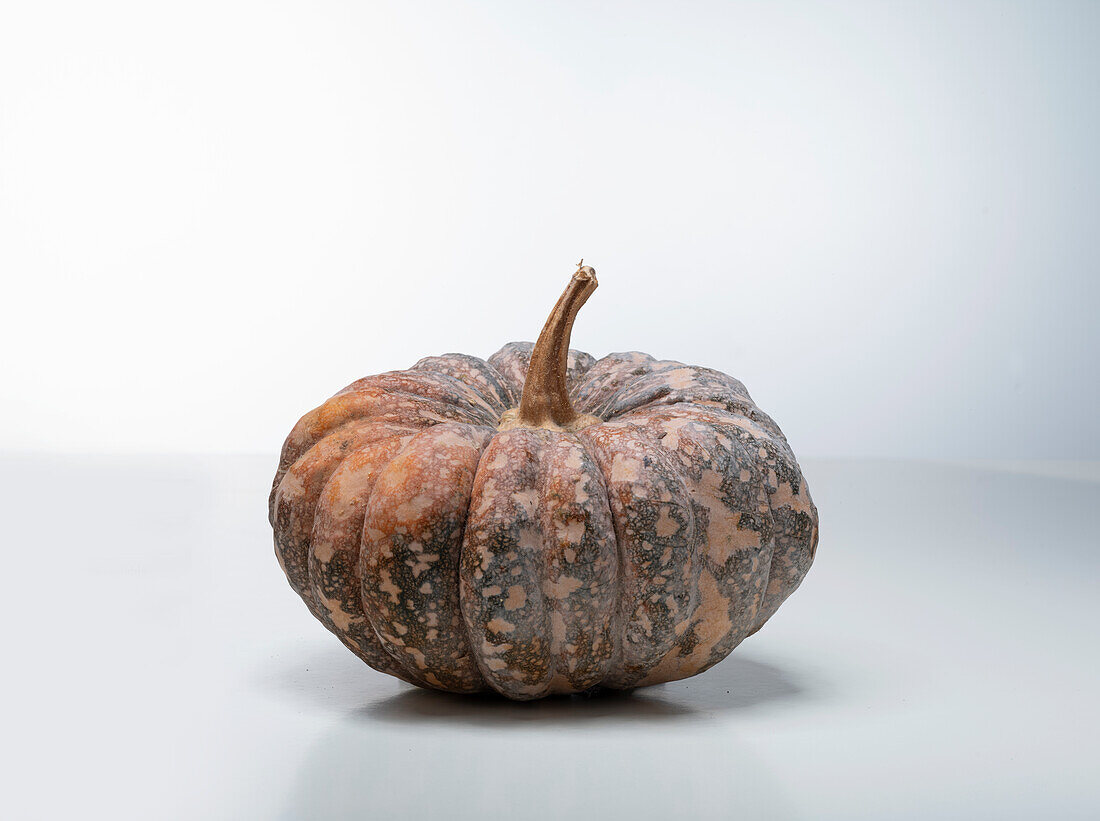 Saint F1 (pumpkin variety from the USA)