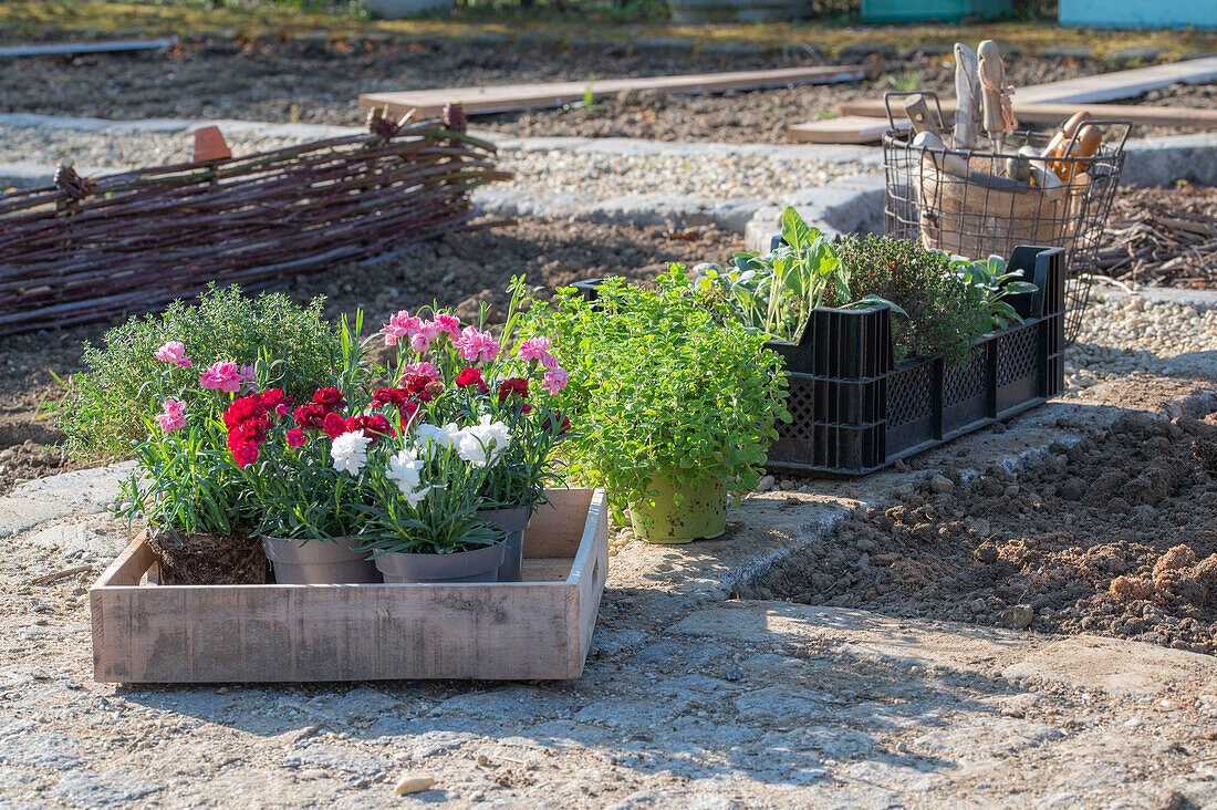 Bepflanzung von Beeteinfassung mit Kräutern, Oregano, Thymian, und Nelken (Dianthus) in Töpfen