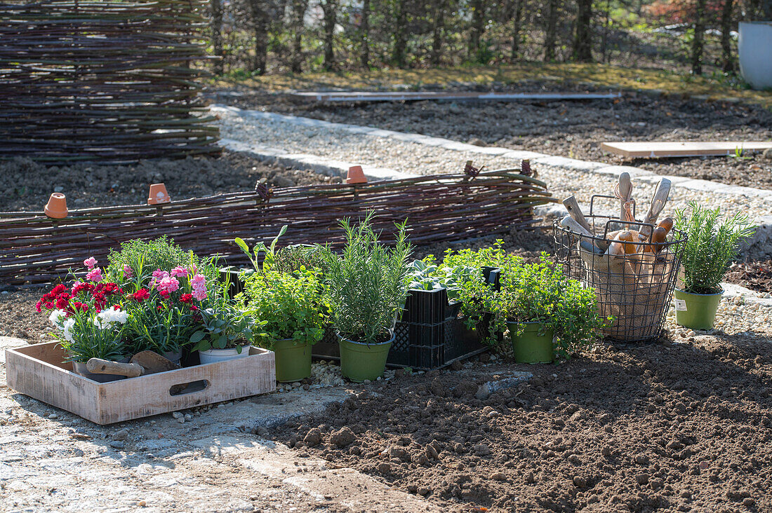 Bed border with herbs and cloves