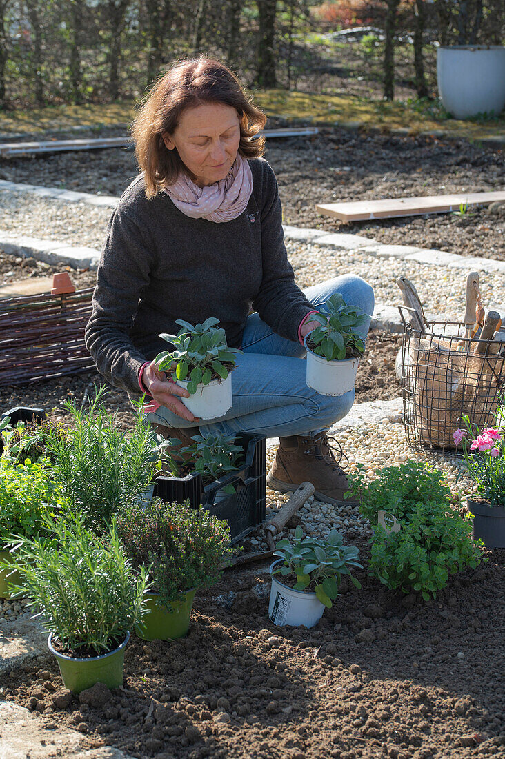 Frau bei Bepflanzung von Beeteinfassung mit Kräutern, Oregano, Rosmarin, Salbei, Thymian, und Nelken (Dianthus)