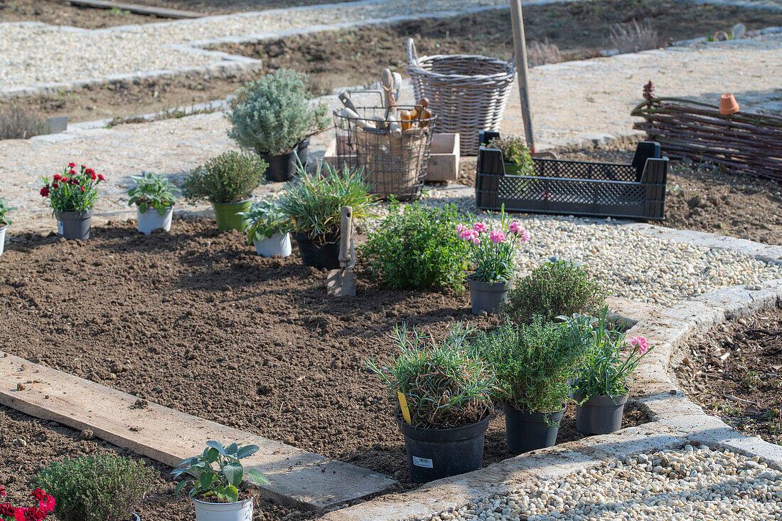 Bed border with herbs and cloves