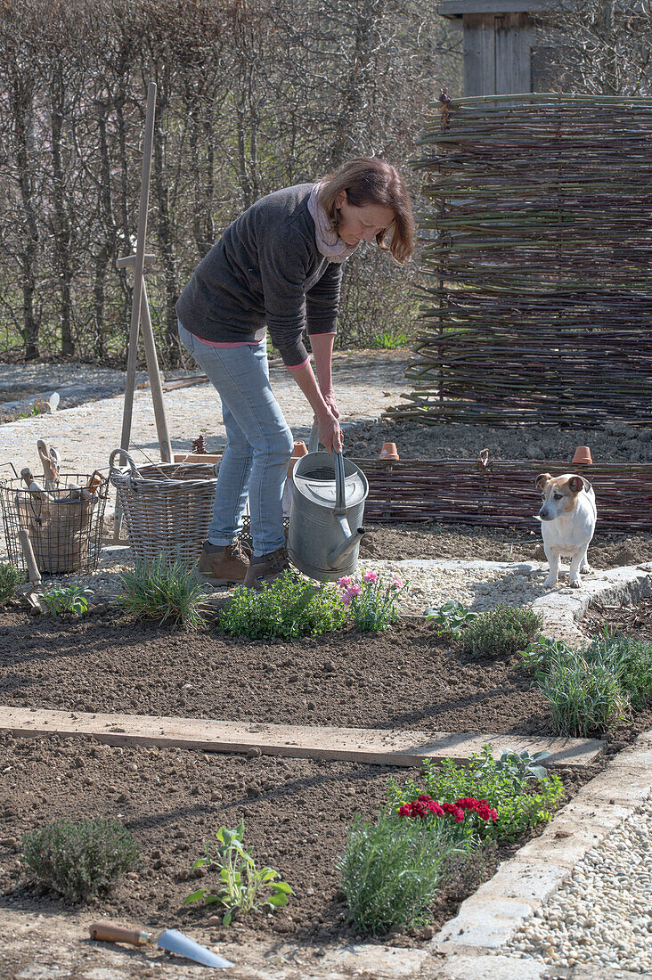 Frau bepflanzt und bewässert Beeteinfassung mit Kräutern, Oregano, Rosmarin und Thymian, und Nelken (Dianthus), mit Hund