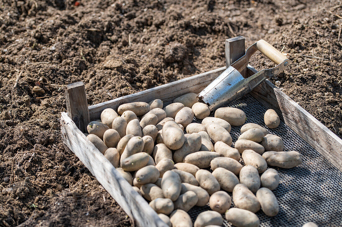 Place the potatoes with a flower bulb picker