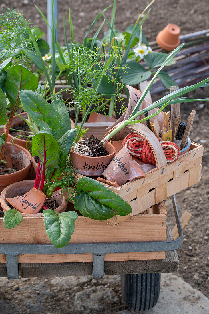 Einpflanzen von Blatt-Mangold (Beta vulgaris), Erdbeeren, Winterzwiebel (Allium fistulosum), Duft-Wicke (Lathyrus odoratus) und Knollenfenchel 'Selma' auf Schubkarren