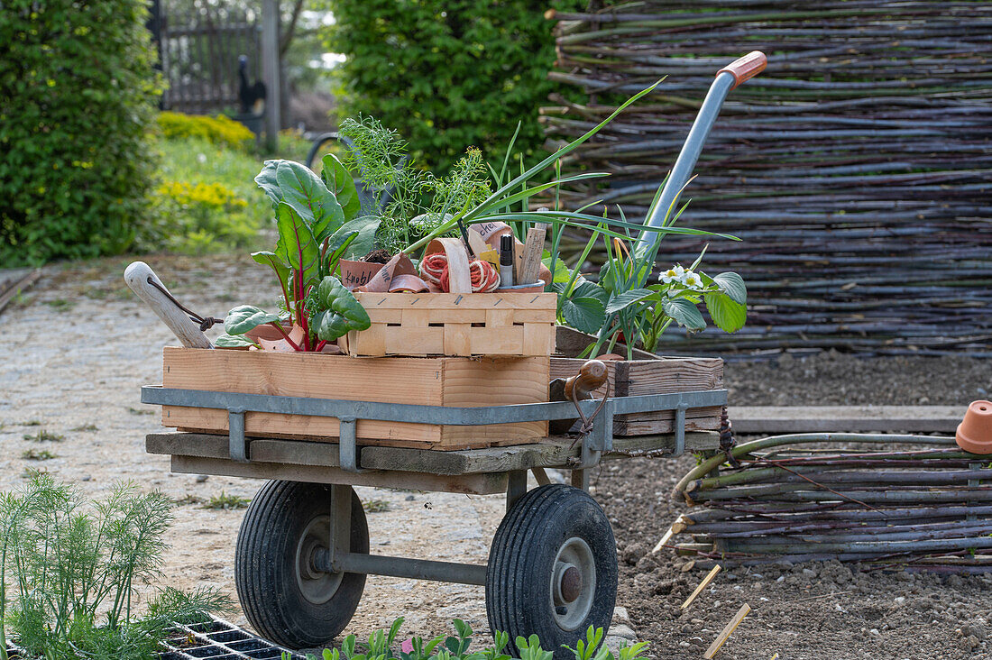 Young plants of chard; strawberries; spring onions; sweet peas and bulbous fennel &#39;Selma'39;