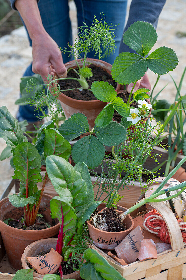 Jungpflanzen von Blatt-Mangold (Beta vulgaris), Erdbeeren, Winterzwiebel (Allium fistulosum), Duft-Wicke (Lathyrus odoratus) und Knollenfenchel 'Selma' auf Schubkarren zum Einpflanzen mit Tonschildern