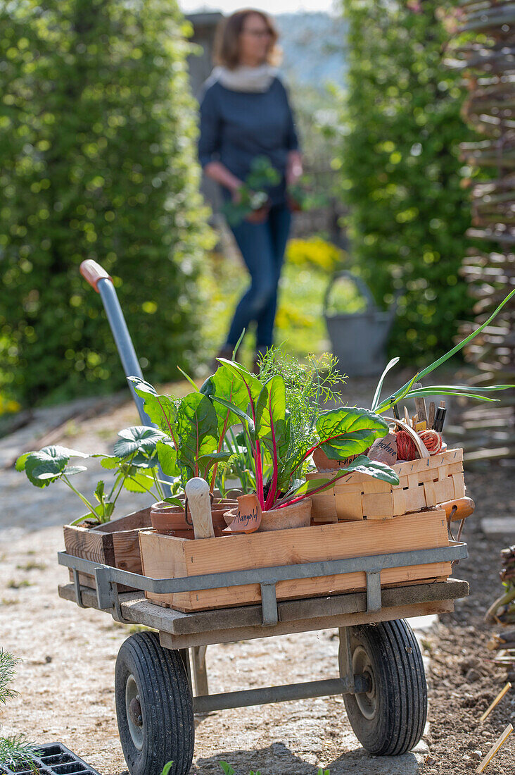 Jungpflanzen von Blatt-Mangold (Beta vulgaris), Erdbeeren, Winterzwiebel (Allium fistulosum), Duft-Wicke (Lathyrus odoratus) und Knollenfenchel 'Selma' auf Schubkarren zum Einpflanzen