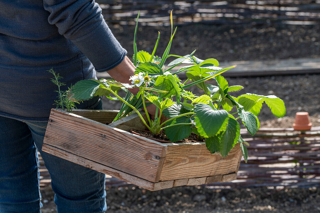 early strawberry &#39;Elvira'39; and garlic are good neighbors