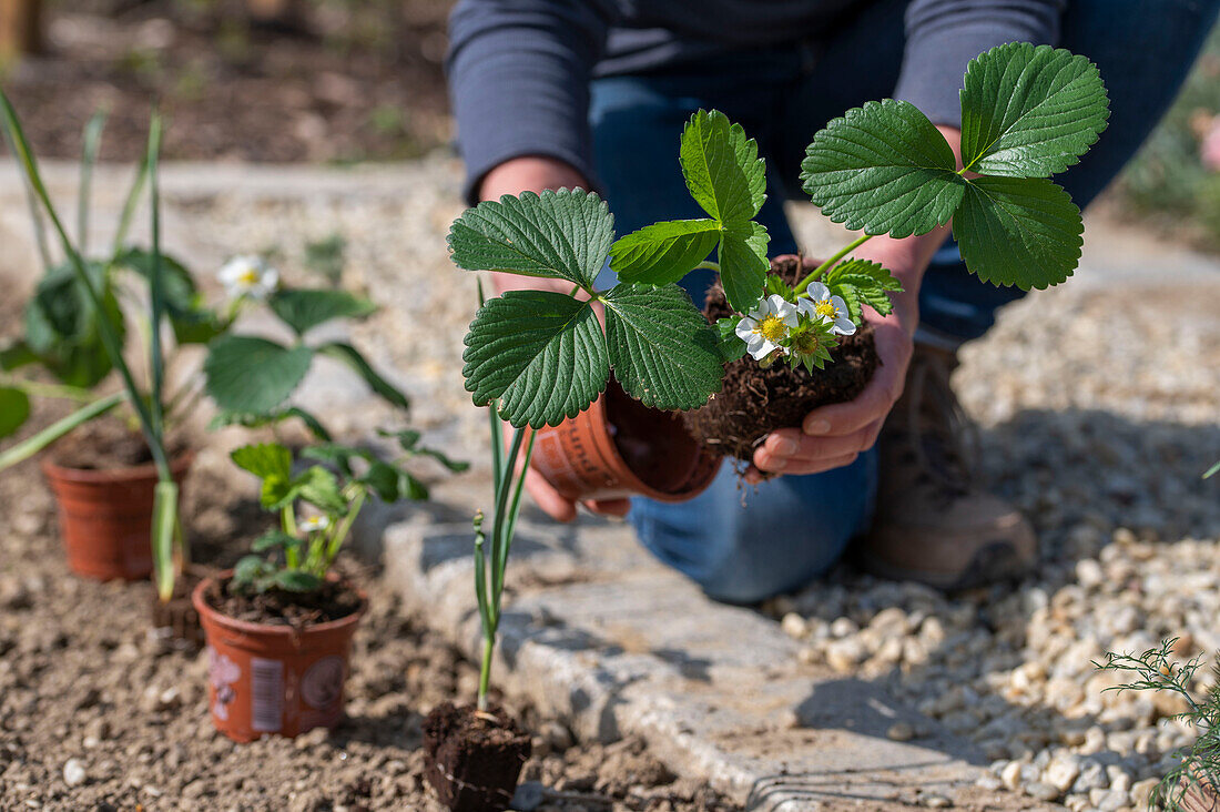 Frau beim Einpflanzen von Erdbeere 'Elvira' (Fragaria) und Knoblauch (Allium Sativum) ins Gemüsebeet