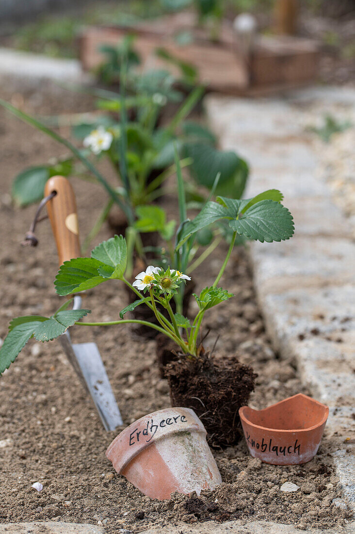 Einpflanzen von Erdbeere 'Elvira' (Fragaria) und Knoblauch (Allium Sativum) ins Gemüsebeet und Namensschilder auf Tonscherben