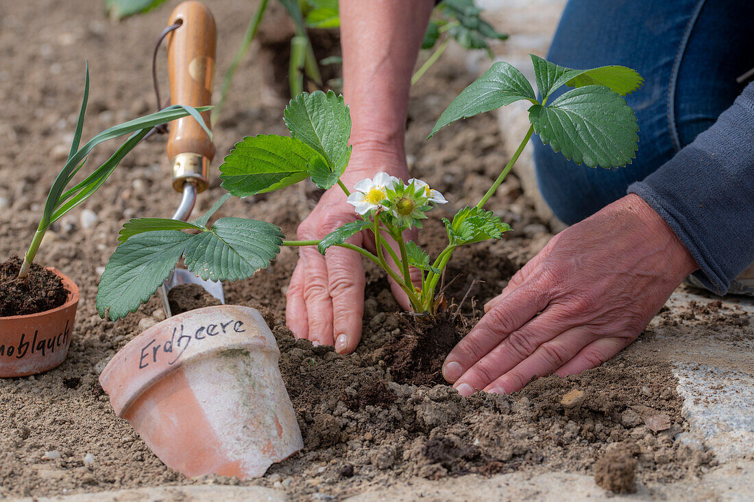 early strawberry &#39;Elvira'39; and garlic are good neighbors