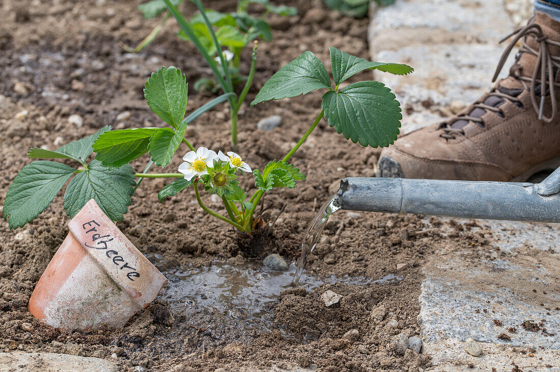 Early strawberry &#39;Elvira'39; and garlic are good neighbors; water young plants