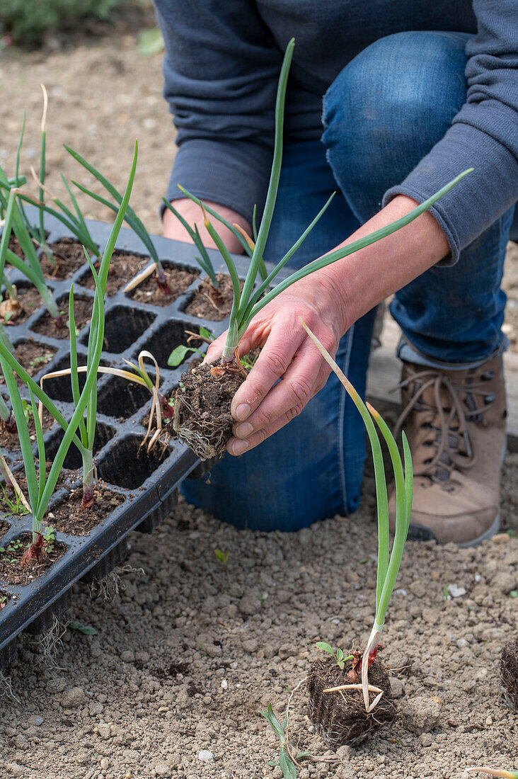 Frau beim Einpflanzen von Setzlingen, Steckzwiebel (Allium cepa) ins Gemüsebeet