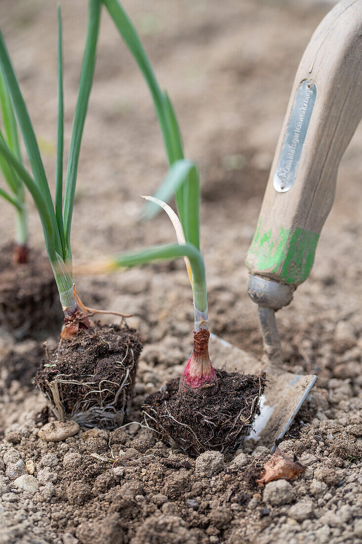 Steckzwiebel (Allium cepa) beim Einpflanzen ins Gemüsebeet