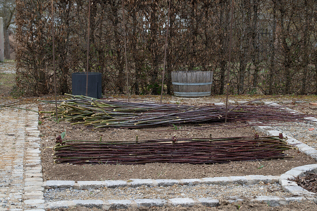 Creating a vegetable bed with a wicker wall for climbing plants