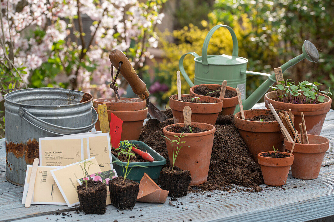 Gemüsepflanzen und Tomatengattungen in Töpfen ausgesät, wie  Aubergine, Tomate 'San Marzano' und Schmuckkörbchen Cosmea (Cosmos) mit Namensschildern