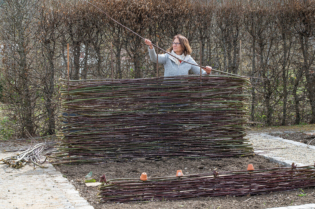 Weaving a willow fence for climbing plants