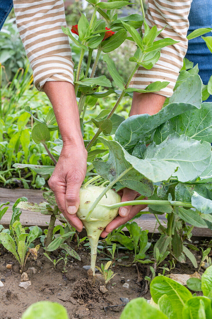 Kohlrabi, Mehlige Kohlblattlaus auf Kohlrabiblatt