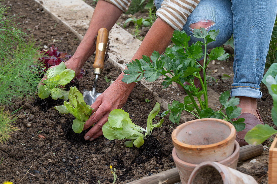 1st planting in June; iceberg lettuce; pick lettuce; &#39;Lollo rosso'39; iceberg lettuce