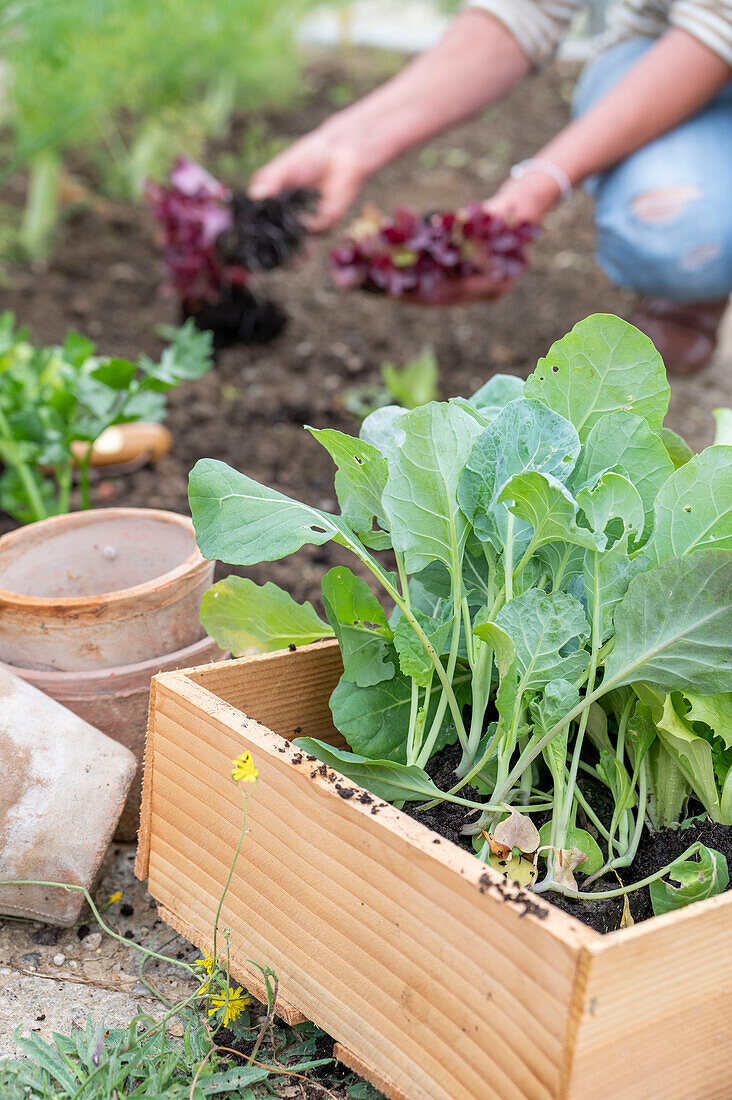 1. Planting in June