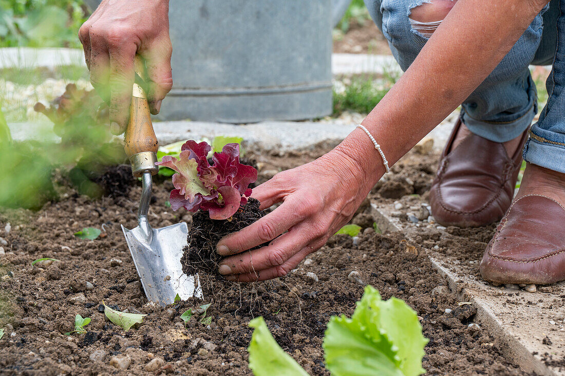 1st planting in June; iceberg lettuce; pick lettuce; &#39;Lollo rosso'39;