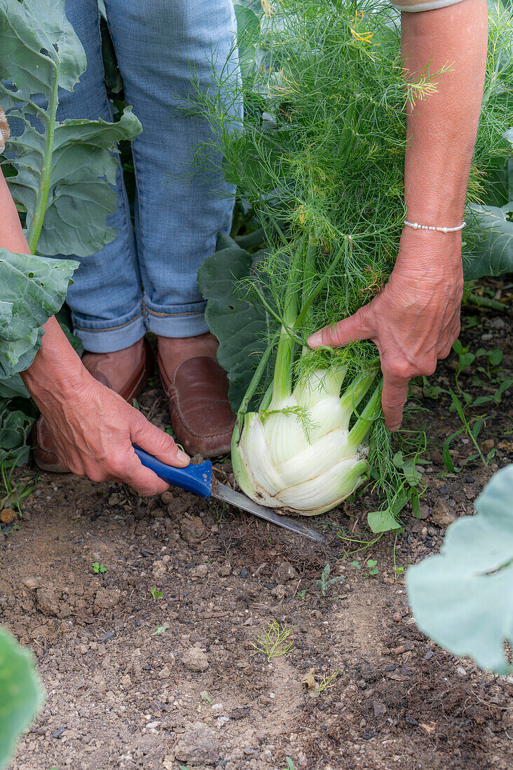 Frau bei Ernte von Knollenfenchel 'Selma' im Gemüsebeet