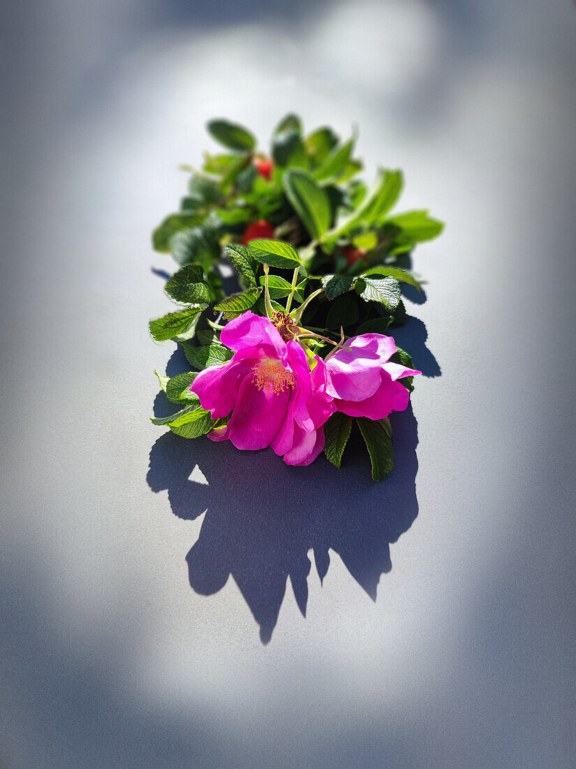 Hagebuttenblüte