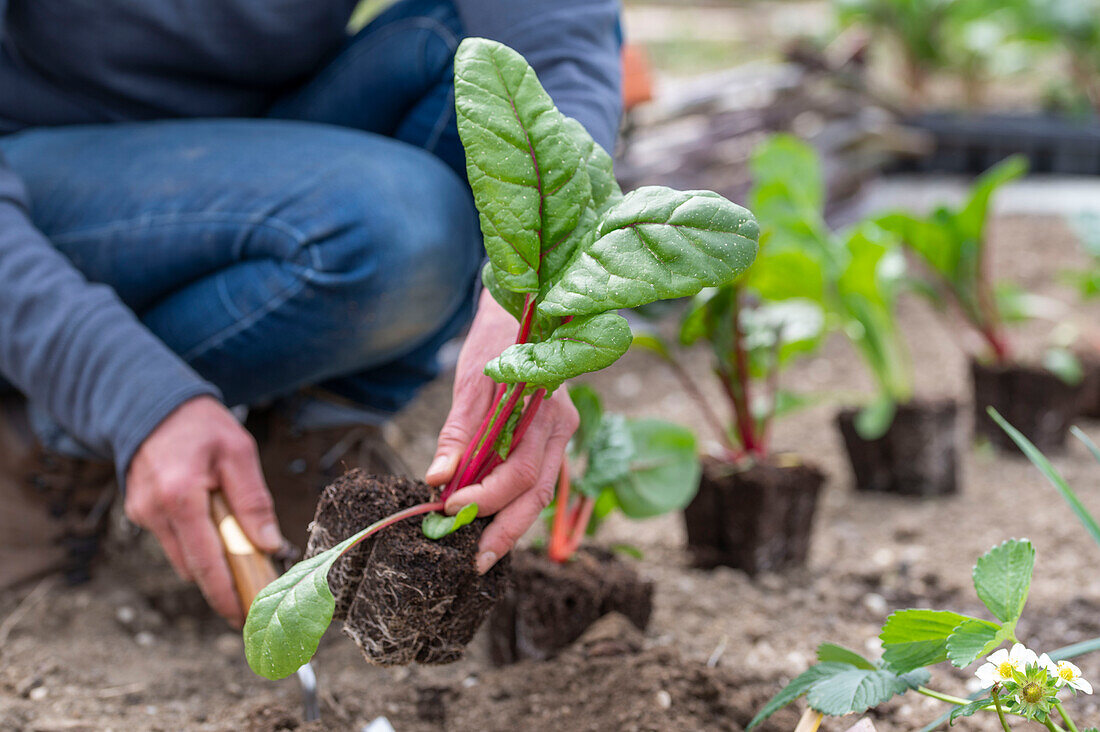 Mangold 'Bright Lights' (Beta Vulgaris), Jungpflanzen einpflanzen ins Beet