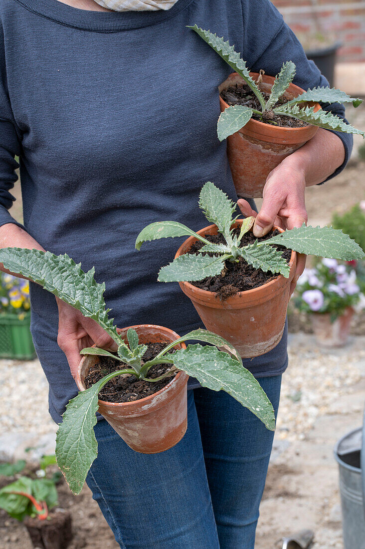 Jungpflanzen oder Setzlinge von Artischocke (Cynara Scolymus) vor dem Einpflanzen ins Gemüsebeet