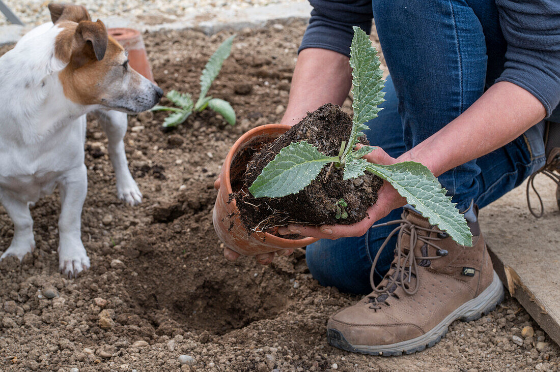 Jungpflanzen oder Setzlinge von Artischocke (Cynara Scolymus) einpflanzen ins Gemüsebeet neben Hund