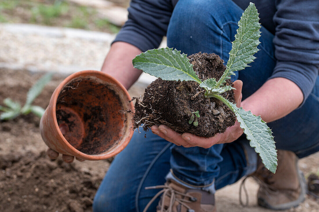 Jungpflanzen oder Setzlinge von Artischocken (Cynara Scolymus) einpflanzen ins Gemüsebeet