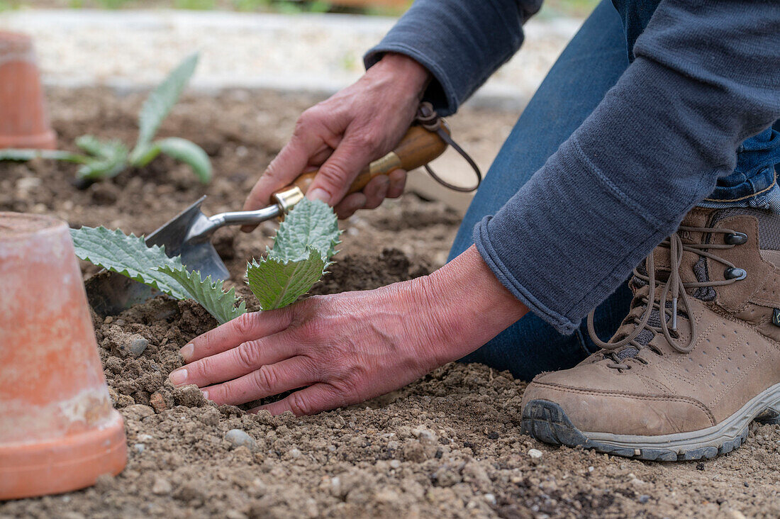 Jungpflanzen oder Setzlinge von Artischocken (Cynara Scolymus) einpflanzen ins Gemüsebeet