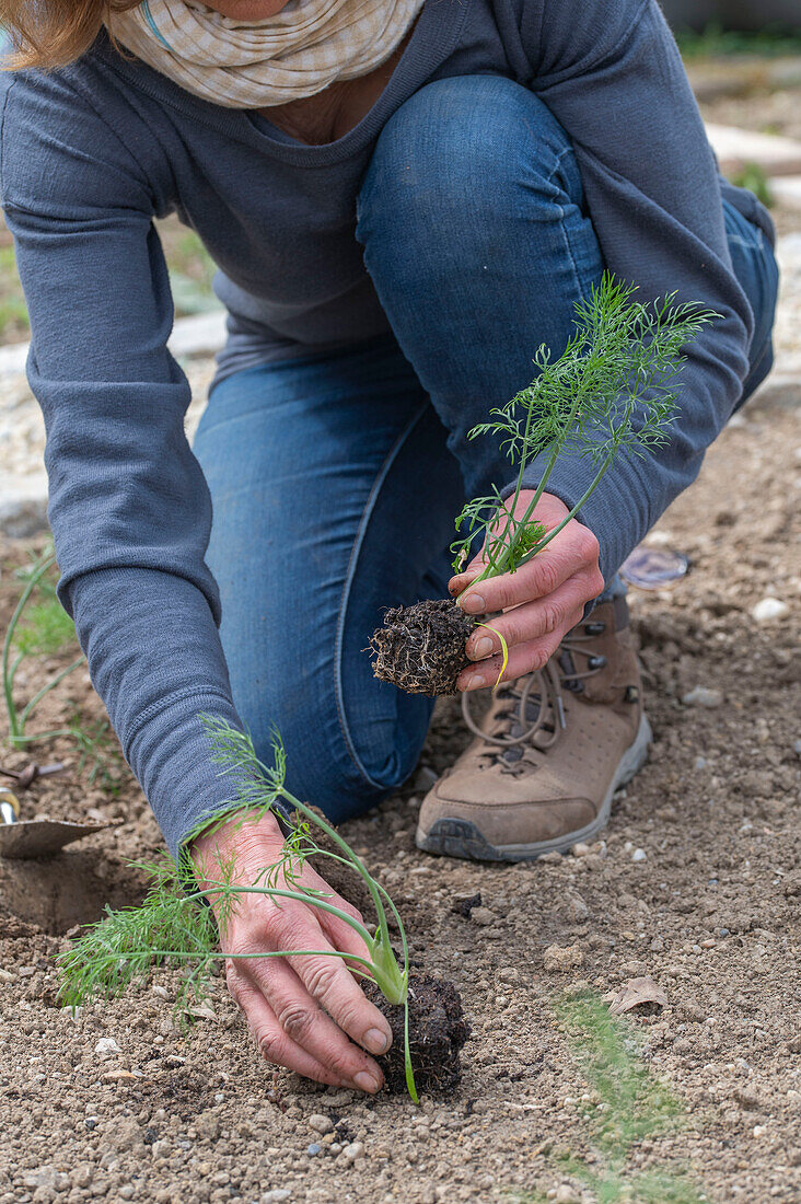 Jungpflanzen von Knollenfenchel 'Selma' (Foeniculum Vulgare) ins Beet einpflanzen