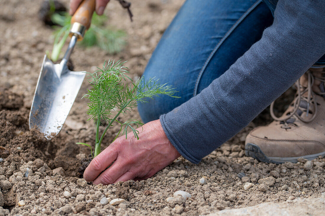 Place young plants of bulbous fennel &#39;Selma'39; in the bed