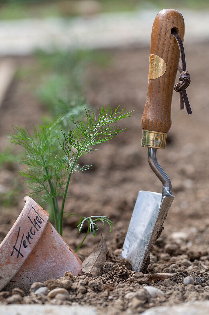 Place young plants of bulbous fennel &#39;Selma'39; in the bed