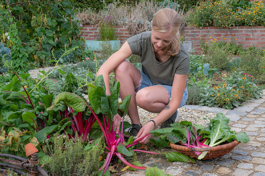 Chard; 'Bright Lights';