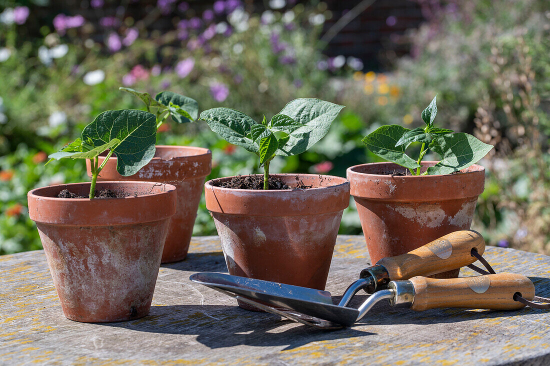 second sowing bush beans; Young plants