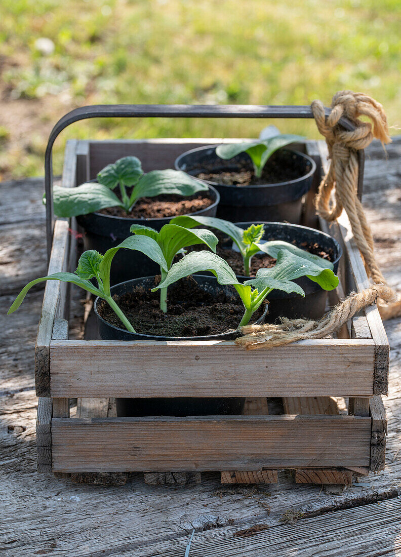 Plant out zucchini after the ice saints