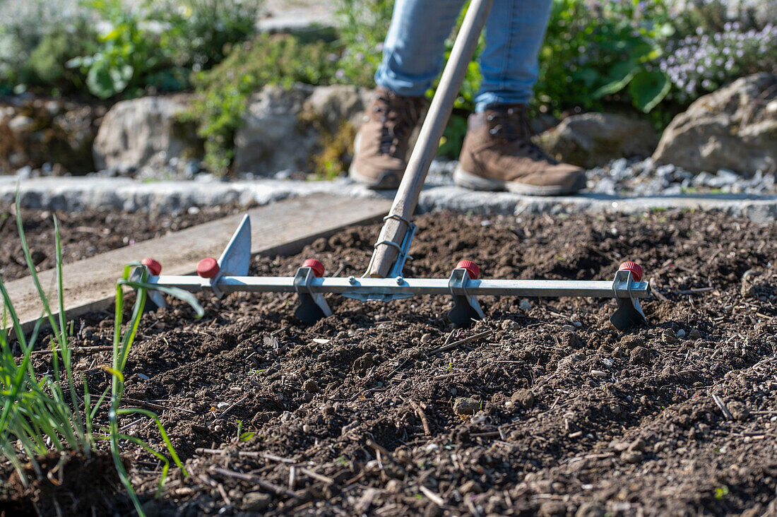 Schwarzwurzel (Scorzonera) und Lauch (Allium) Setzlinge nach den Eisheiligen auspflanzen ins frische Beet