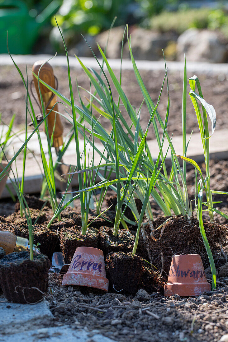 Schwarzwurzel (Scorzonera) und Lauch (Allium) Setzlinge nach den Eisheiligen auspflanzen ins Beet