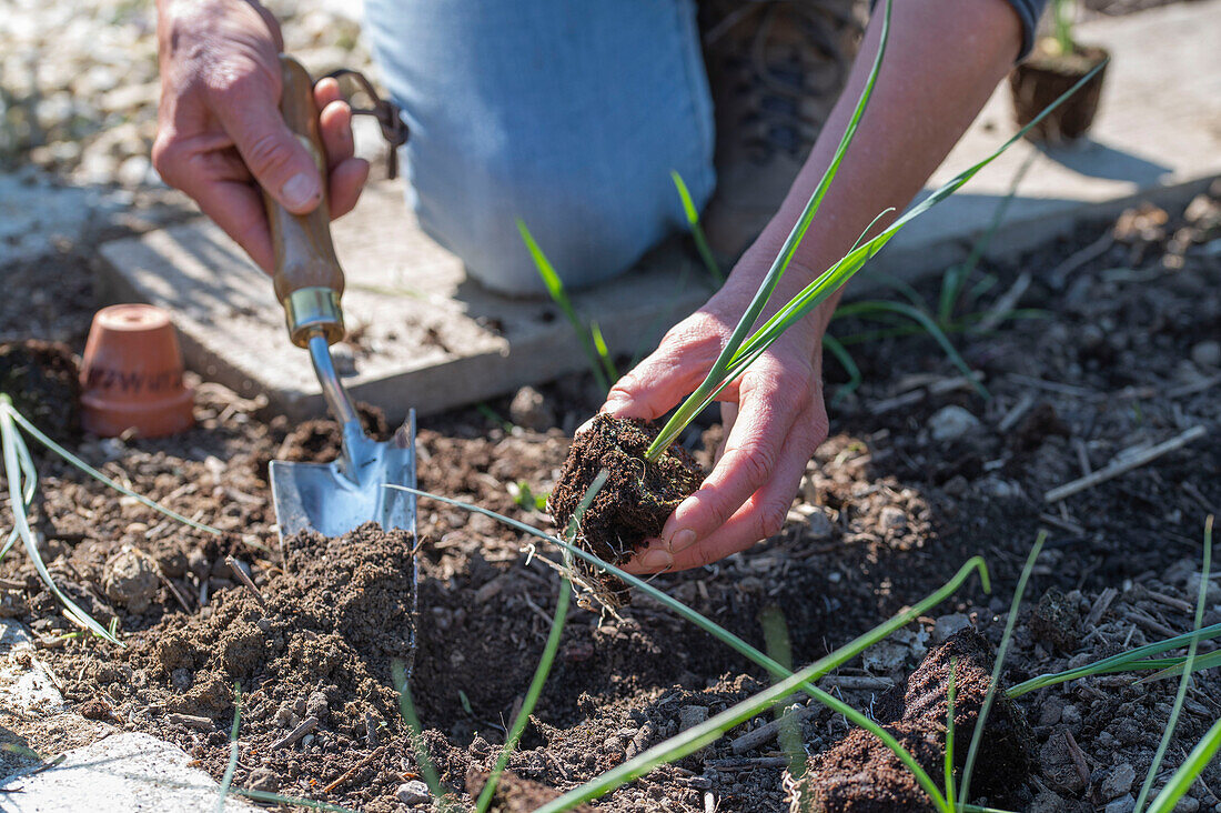 Salsify; plant leeks after the ice saints