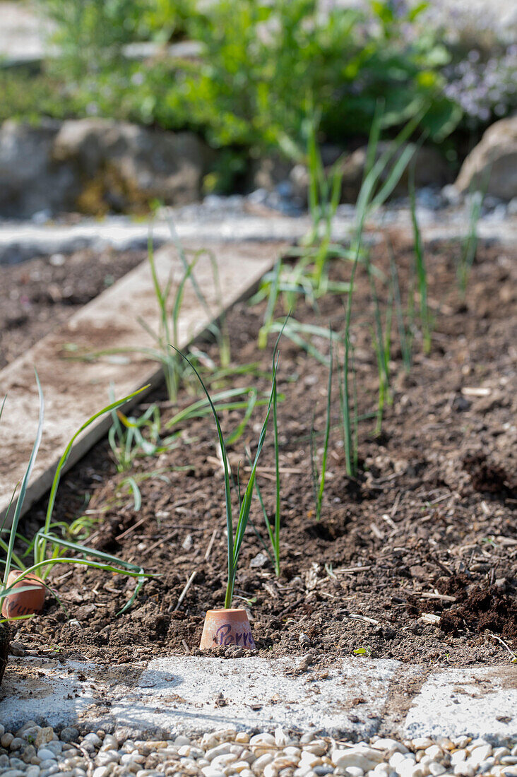 Schwarzwurzel (Scorzonera), Setzlinge nach den Eisheiligen auspflanzen