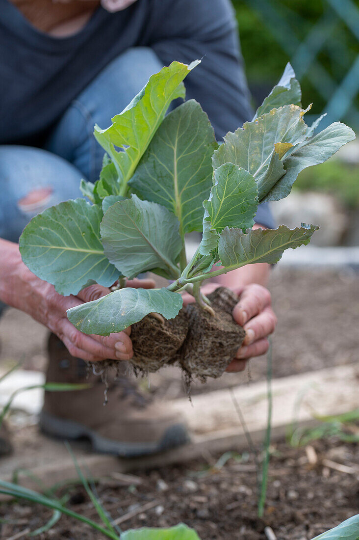 Jungpflanzen von Brokkoli (Brassica oleracea) 'Italica' nach den Eisheiligen ins Beet pflanzen und angießen