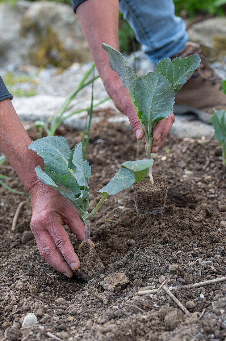 Jungpflanzen von Brokkoli (Brassica oleracea) 'Italica' nach den Eisheiligen ins Beet pflanzen und angießen