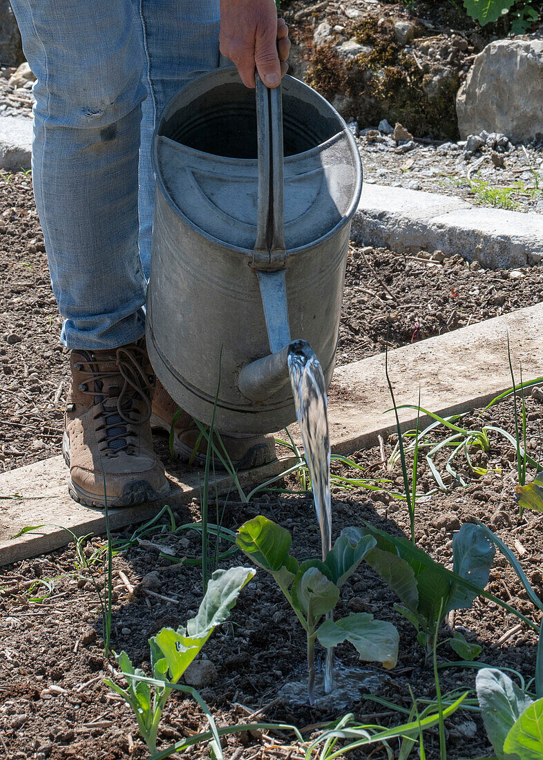 Jungpflanzen von Brokkoli (Brassica oleracea) 'Italica' nach den Eisheiligen ins Beet pflanzen und angießen