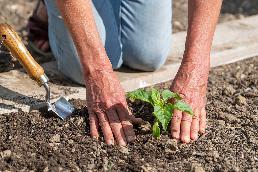 Planting sweet pepper seedlings (Capsicum) in garden bed