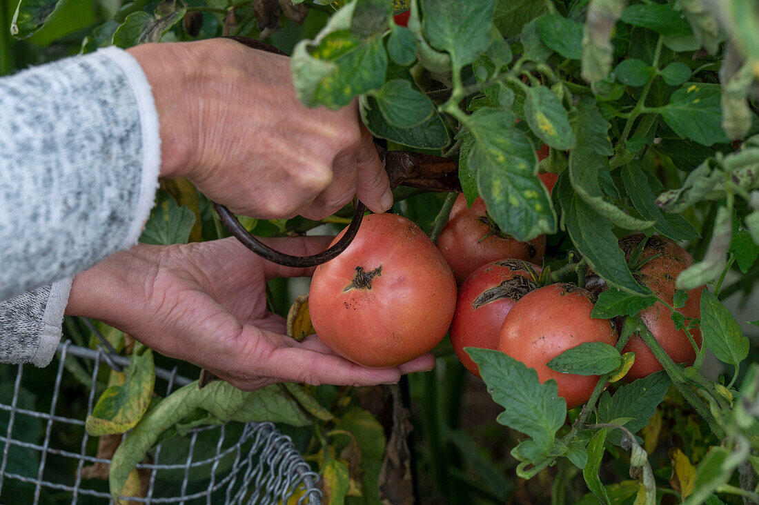 Tomaten (Solanum Lycopersicum) vor dem ersten Frost abernten im Drahtkorb