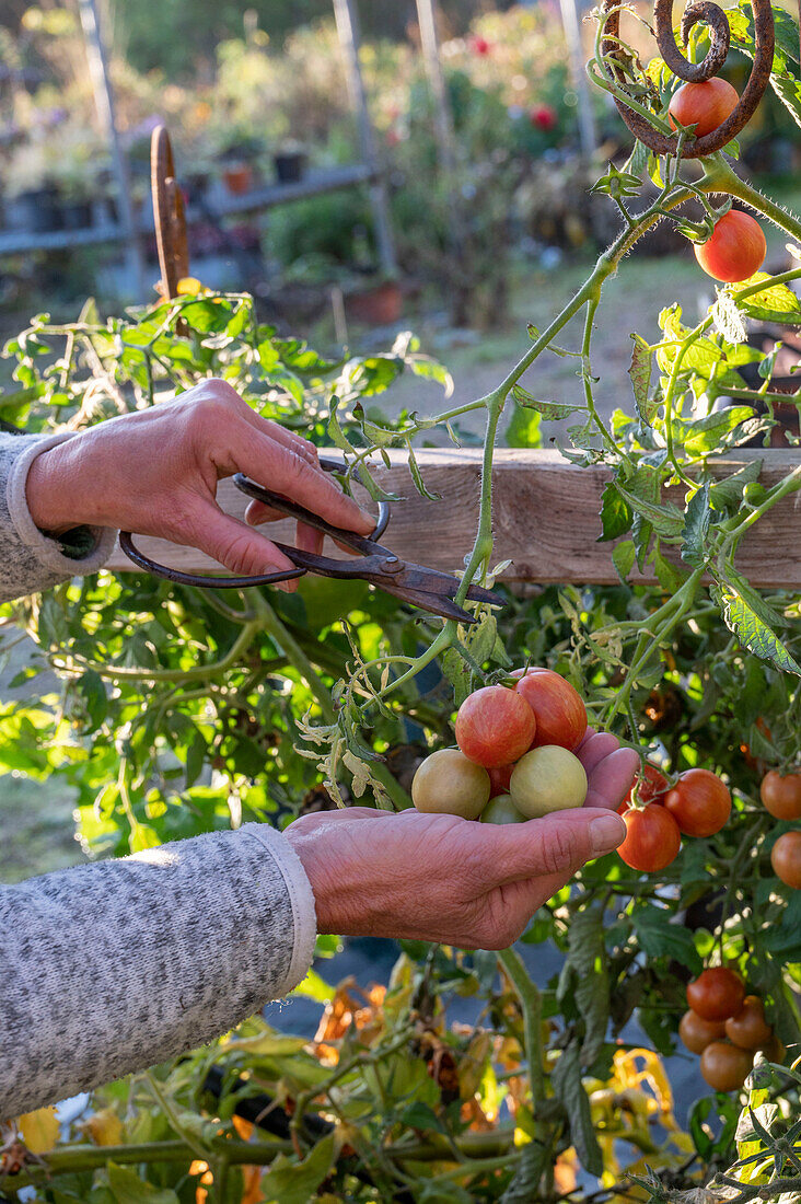 Tomaten (Solanum Lycopersicum) vor dem ersten Frost abernten