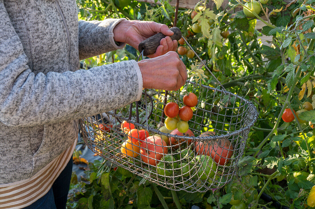 Tomaten (Solanum Lycopersicum) vor dem ersten Frost abernten im Drahtkorb