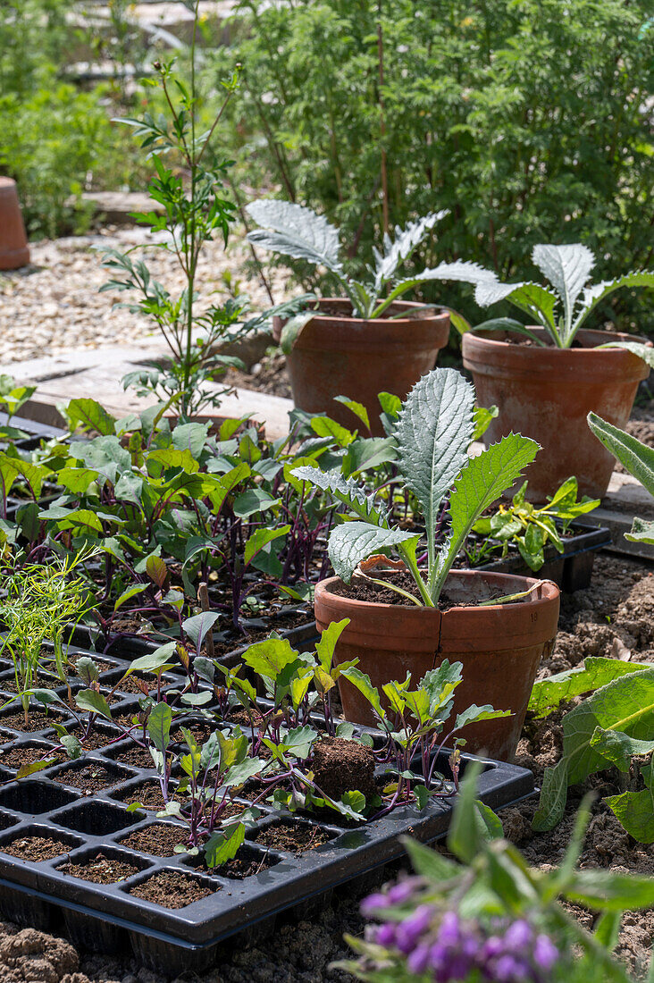 Einpflanzen, Jungpflanzen von Kohl (Brassica) und Artischocke (Cynara scolymus), im Pflanztablett